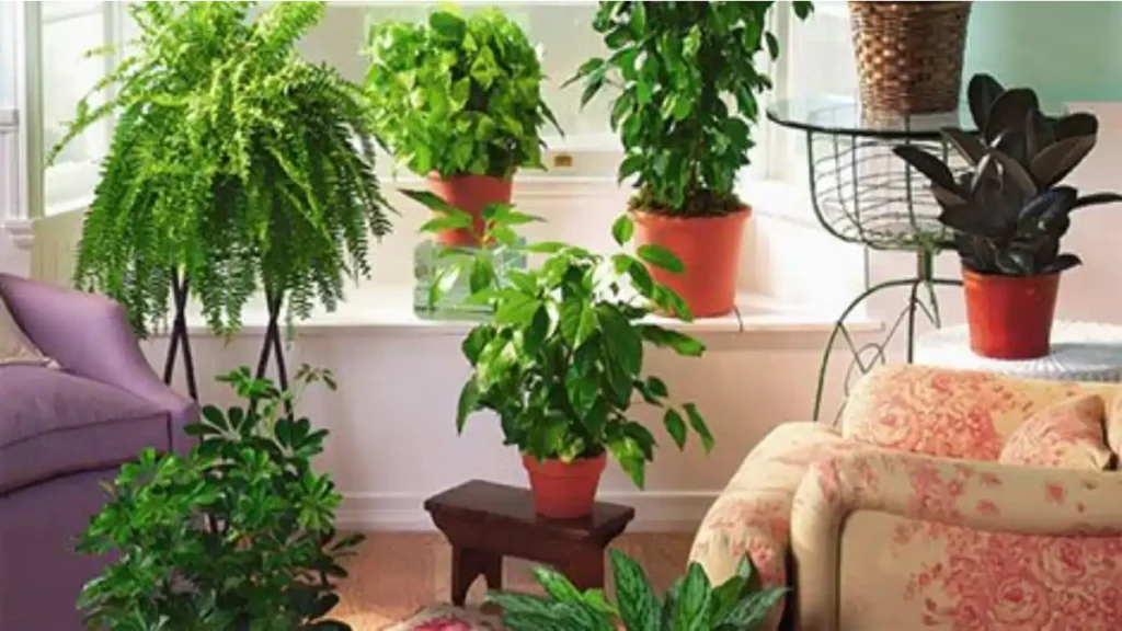 Plantas que purificam o ar