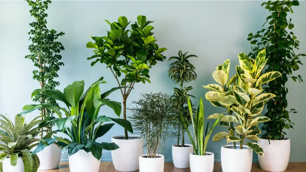 As plantas que purificam o ar da sua casa