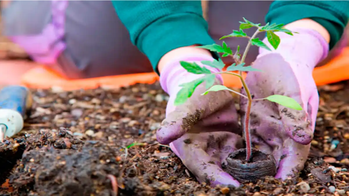 Jardinagem: Seu Novo Hobby Antiestresse e Relaxante. Uma deliciosa terapia.