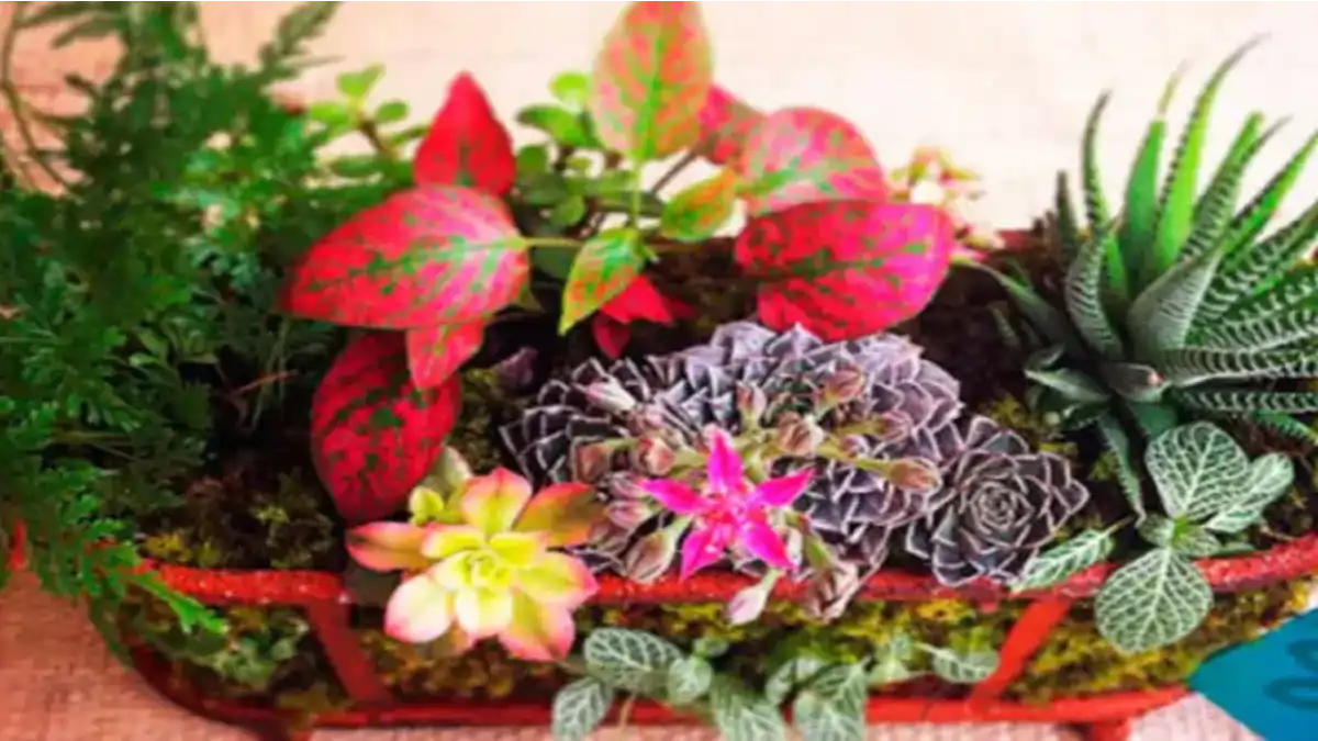 Microjardim para pequenos espaços