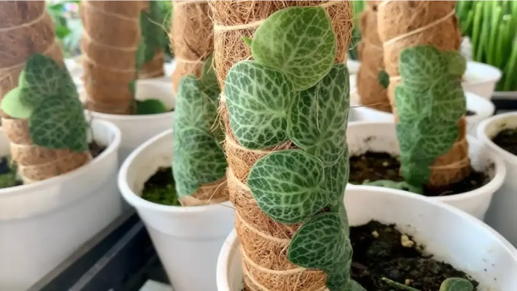 Planta escama, a linda e rara trepadeira