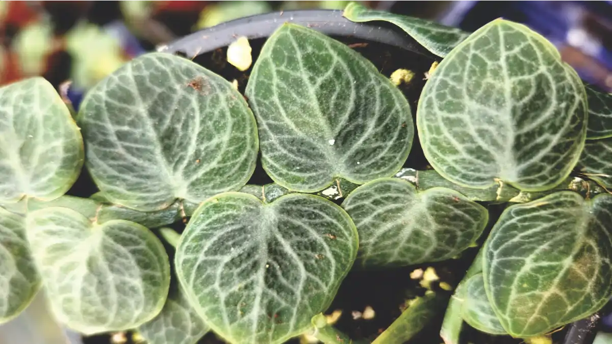 Planta escama e seus cuidados