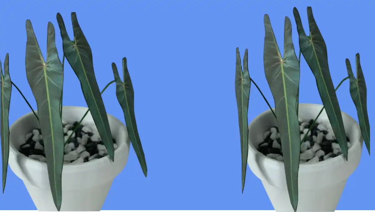 Filodendro Espirito Santo, uma linda raridade