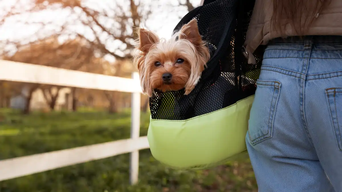 Os produtos artesanais para pets no blog dica pronta.