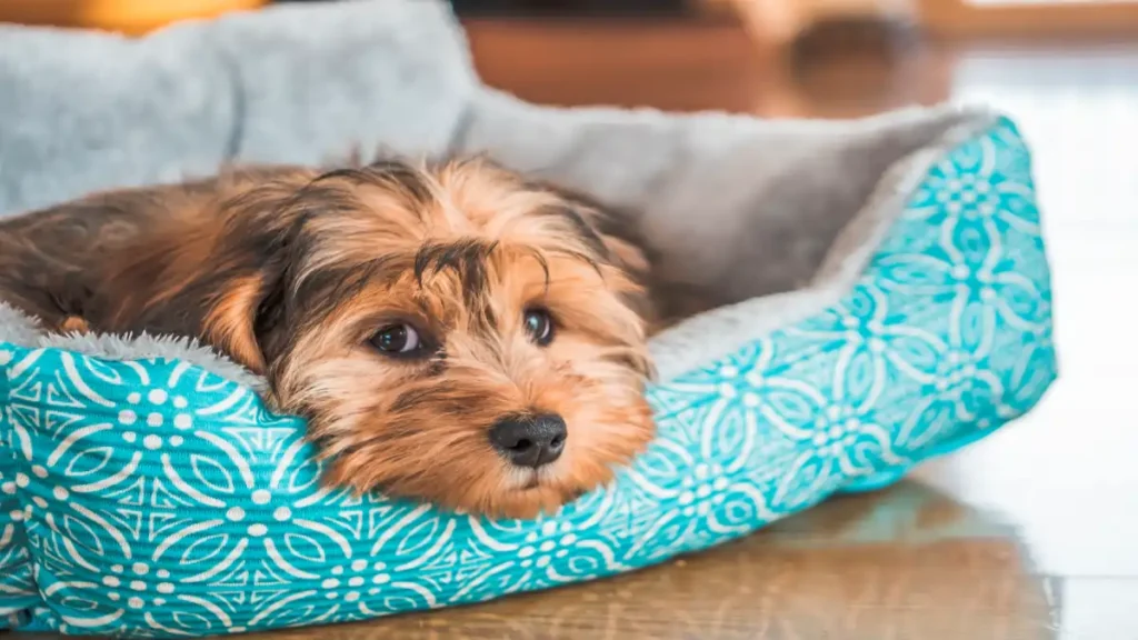 Produtos artesanais para pets no blog dica pronta.