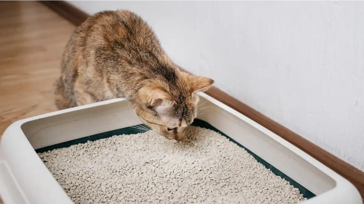 O gato não usa a caixa de areia? Veja as dicas aqui no blog dica pronta