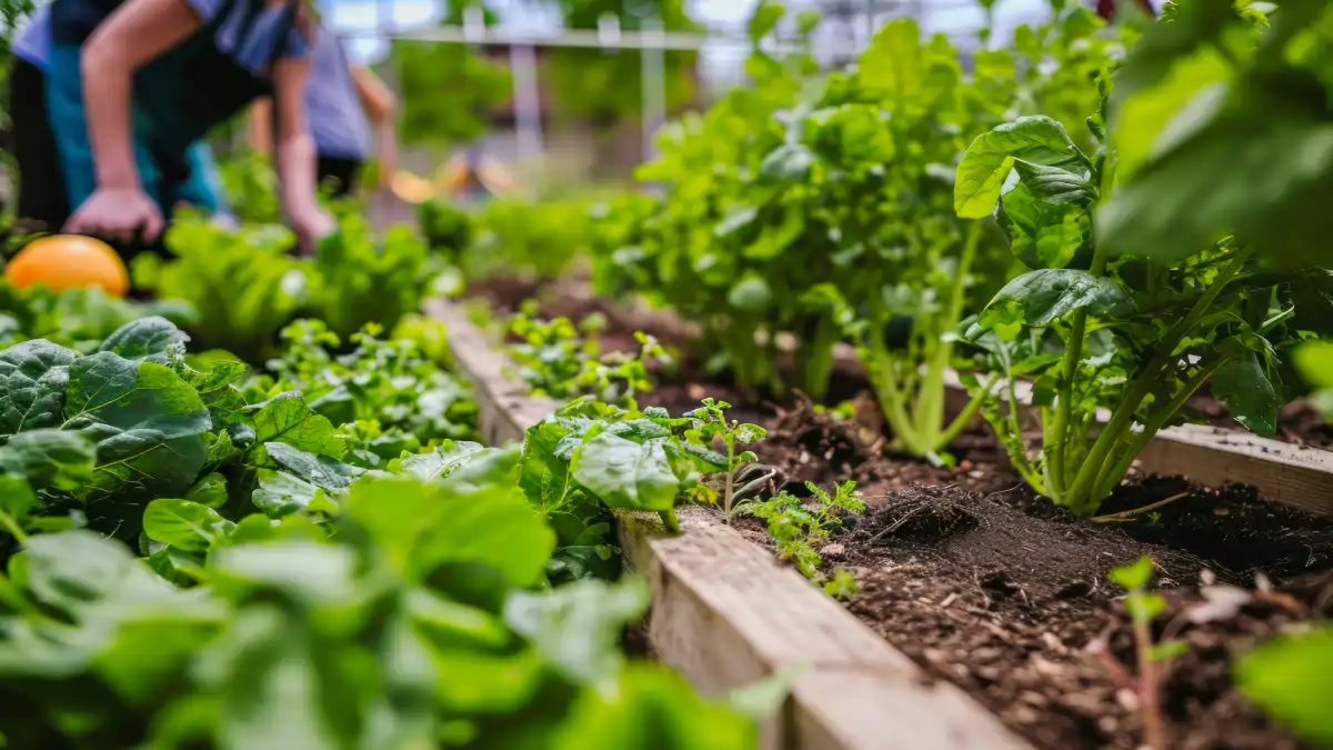 Primeira horta, dicas e truques no blog dica pronta