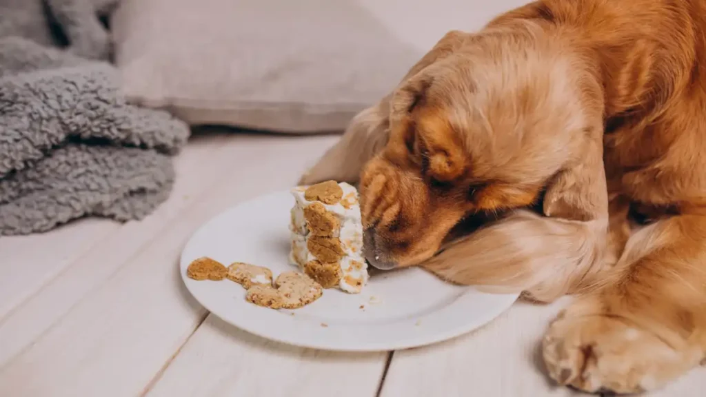 🐾 O que fazer se o cachorro não quer comer: guia rápido