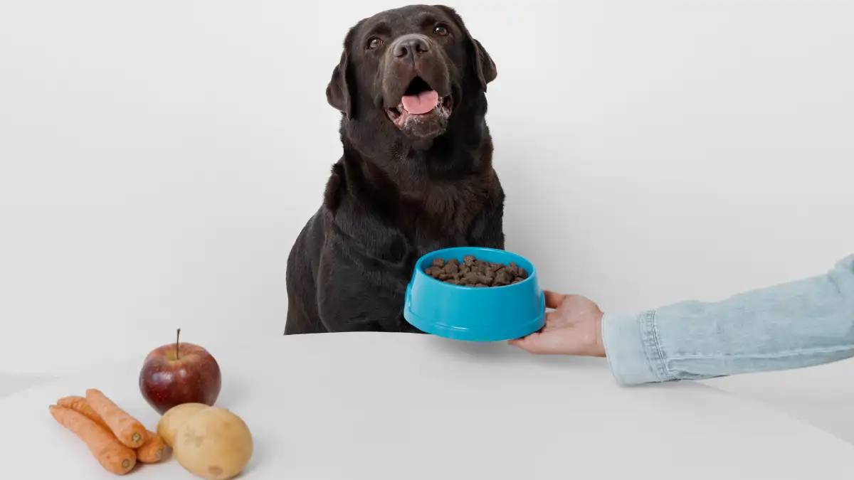 O que fazer se o cachorro não quer comer, guia completo