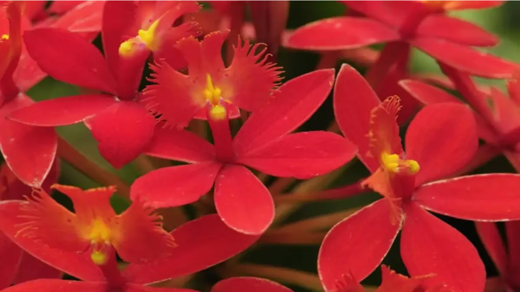 Orquídea flamejante, rara e linda. Blog dica pronta