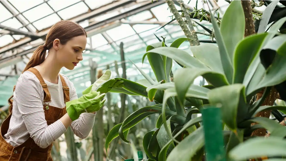 Meditação com plantas, dicas no blog Dica Pronta.