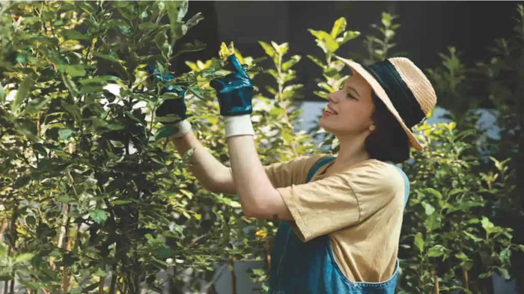 Meditação com plantas éstá no blog Dica Pronta.