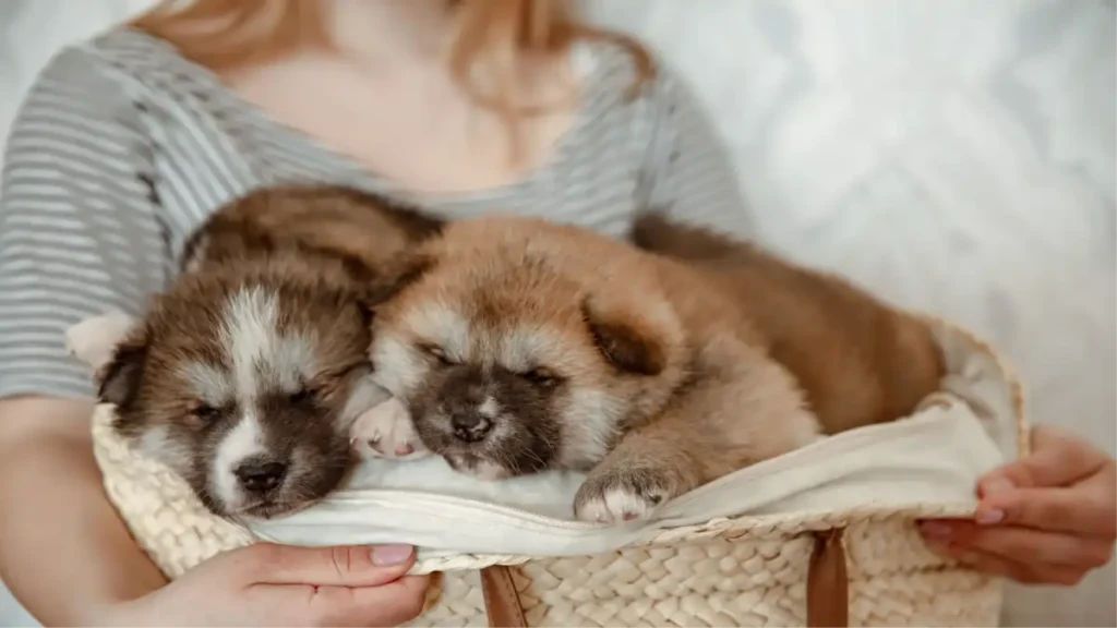 Primeiro cachorro tem dicas no Blog Dica Pronta.