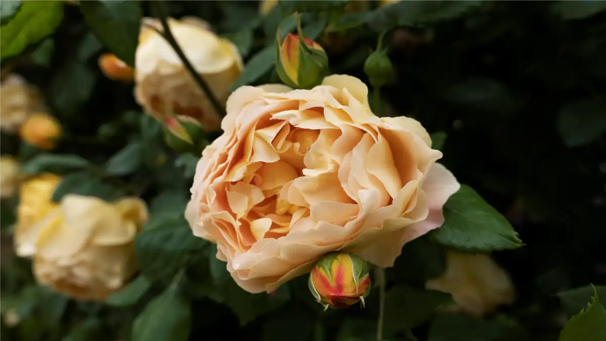 As Rosas inglesas, várias dicas e passo a passo no blog Dica Pronta.