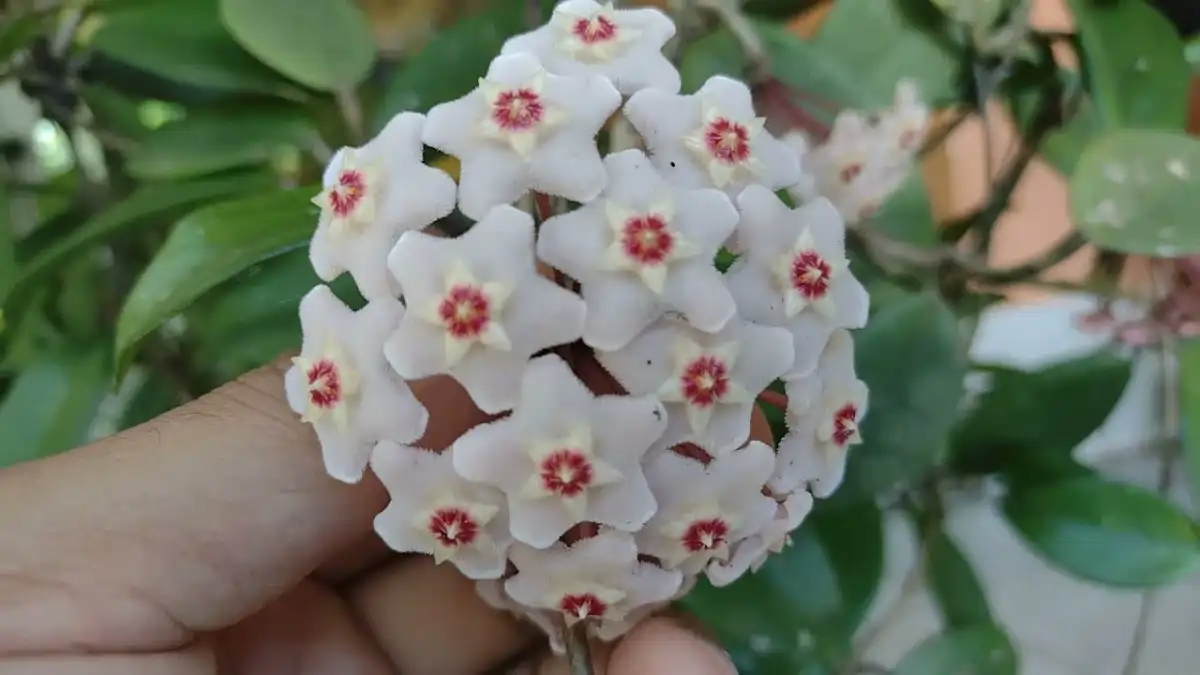 Renda extra com venda de plantas e mudas, como fazer, no blog Conversa Pronta.