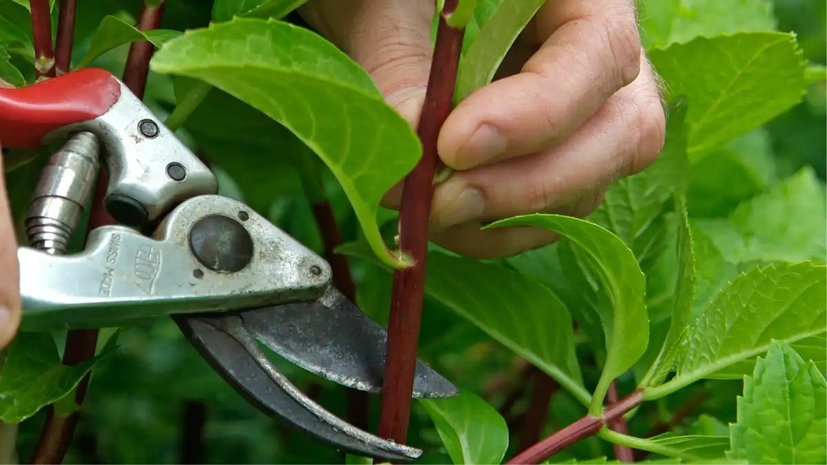 Renda extra com venda de plantas e mudas, dicas no blog Conversa Pronta.