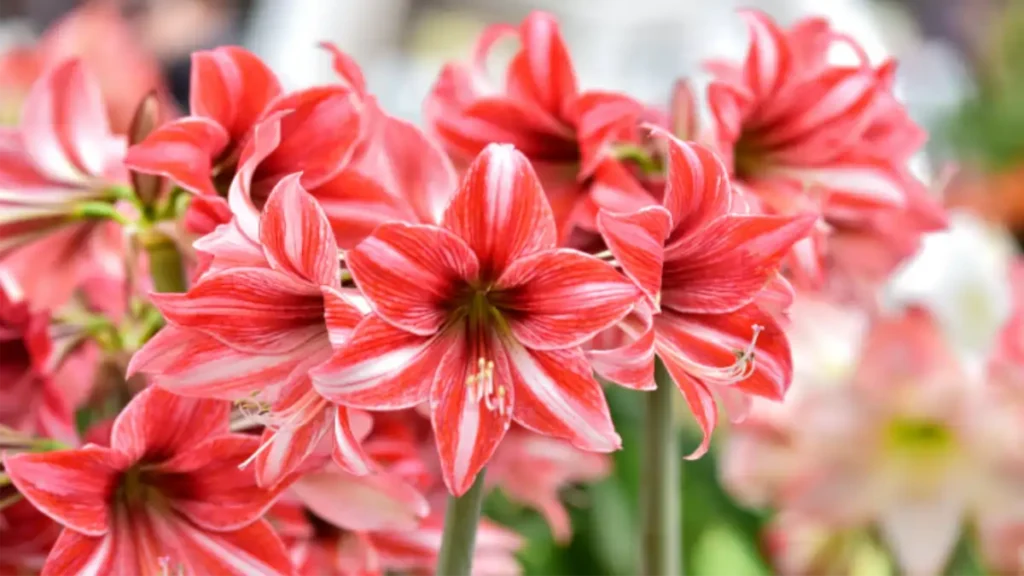 Amarílis, a flor majestosa no blog Conversa Pronta.