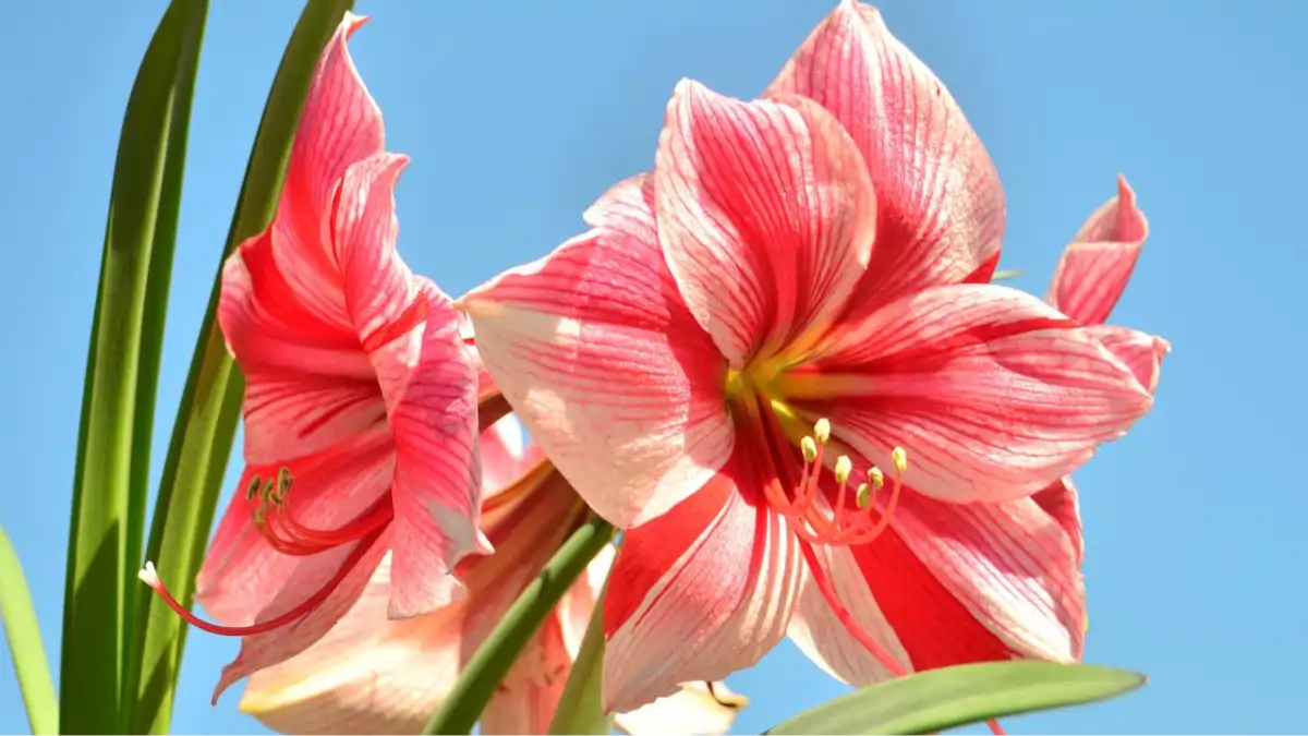 Amarílis, a bela flor majestosa com passo a passo e dicas  no blog Conversa Pronta.