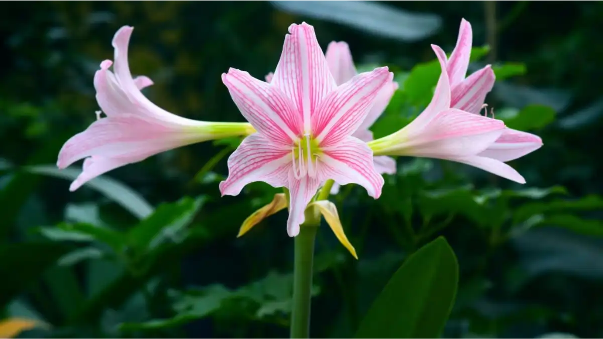 Amarílis, a flor majestosa com passo a passo e dicas  no blog Conversa Pronta.