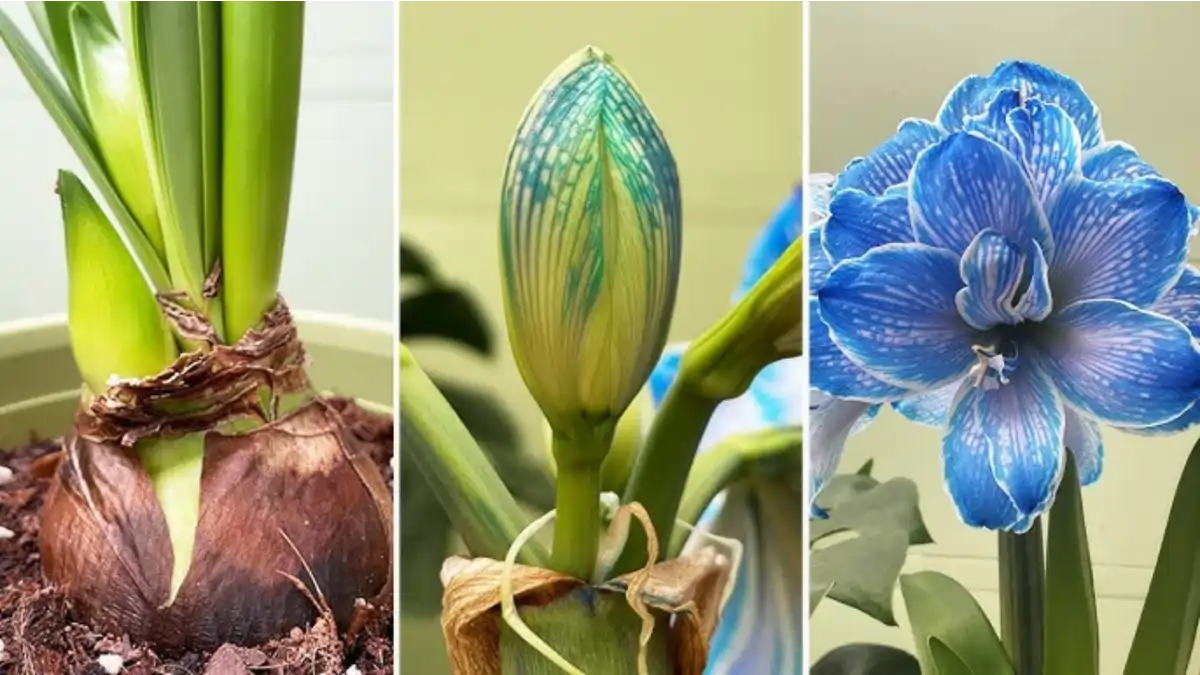 Amarílis, a flor majestosa com passo a passo  no blog Conversa Pronta.