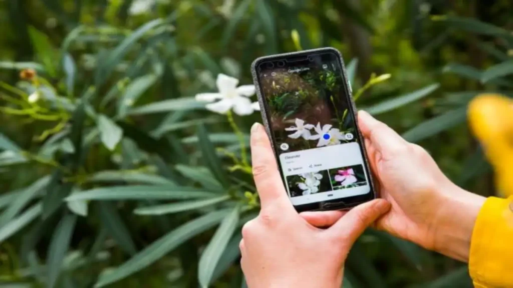 Apps grátis para identificar plantas, tudo no blog Conversa Pronta.