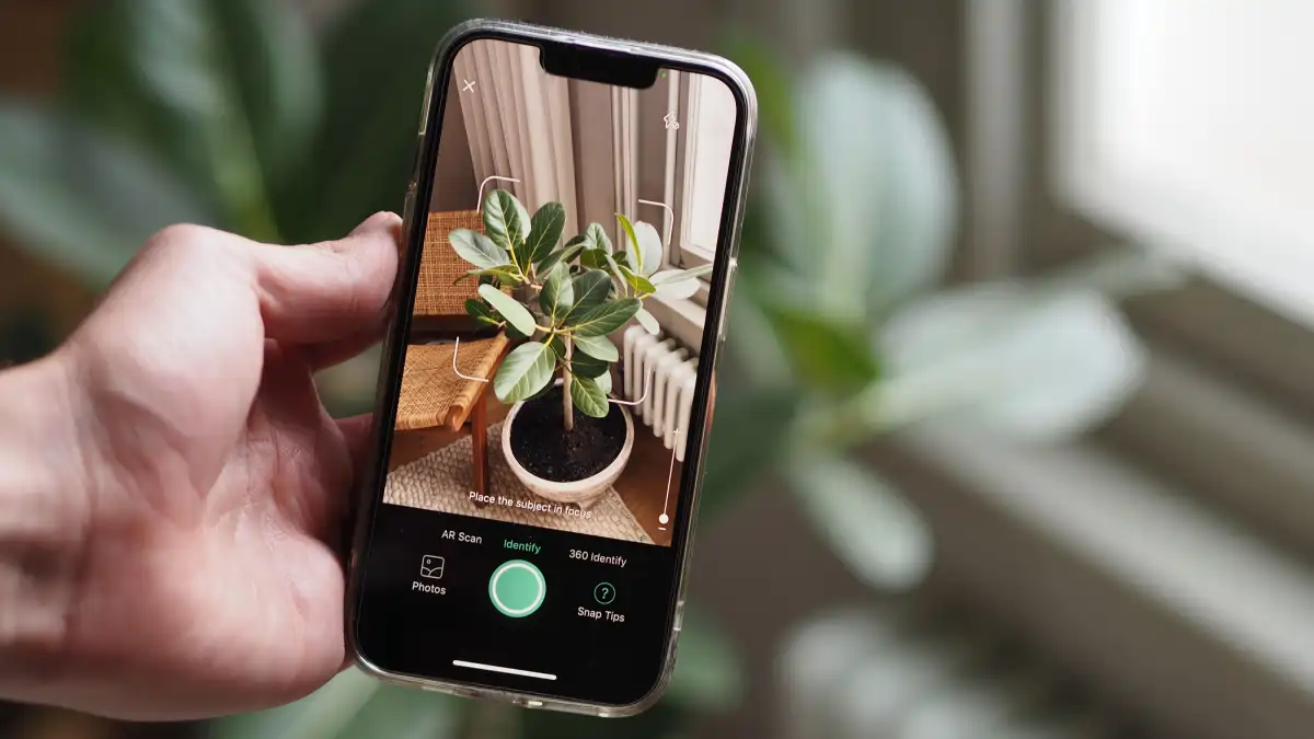 7 Apps grátis para identificar plantas, tudo no blog Conversa Pronta.
