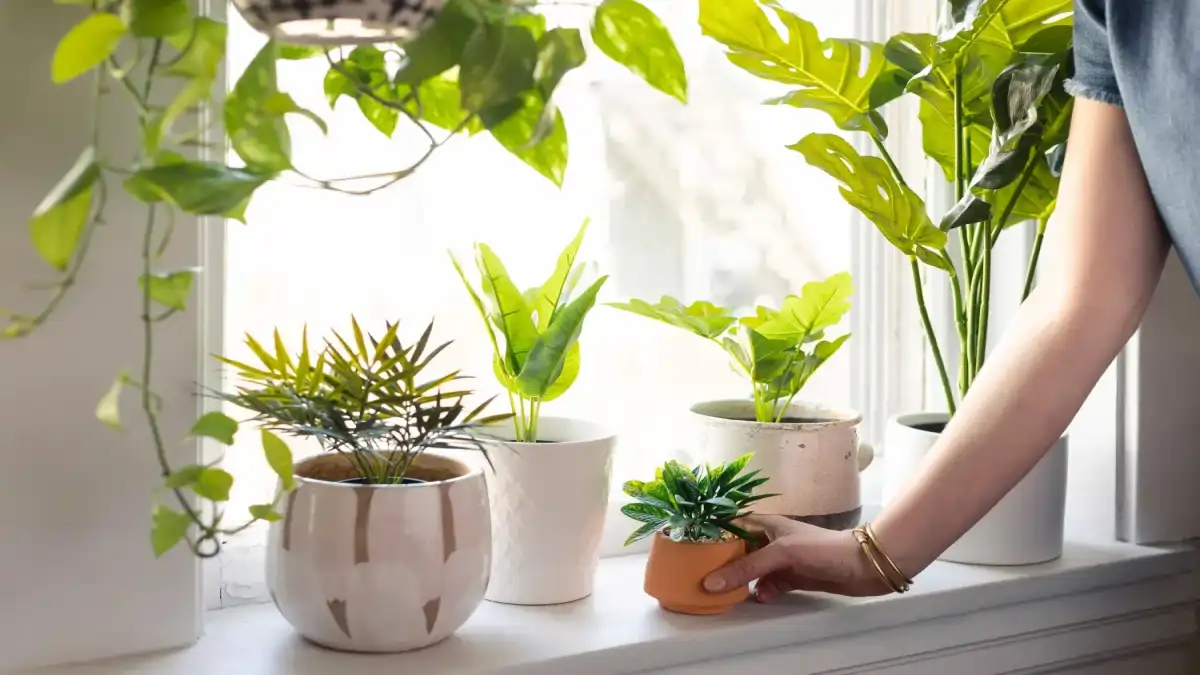 Plantas para kitnet, diversas dicas no blog Conversa Pronta.