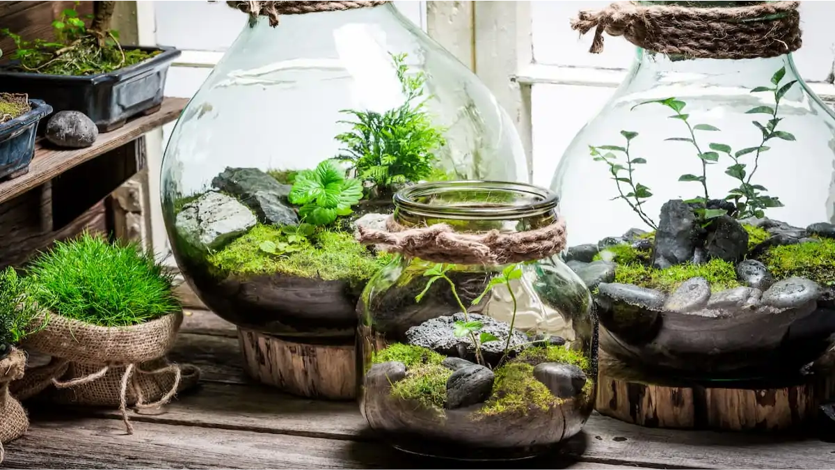 Plantas para kitnets, um terrário que resolve, no blog Conversa Pronta.