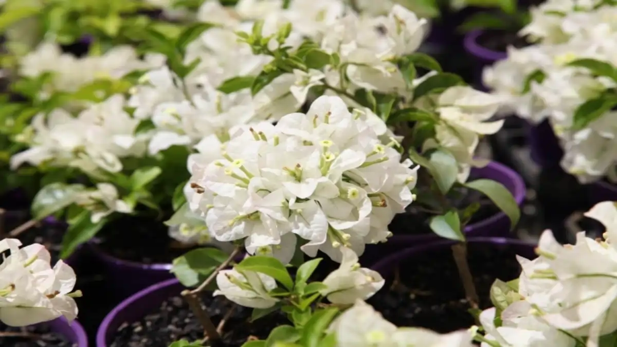 Bougainville sem espinho, cultivo e cuidados completos . Dicas no blog Conversa Pronta.