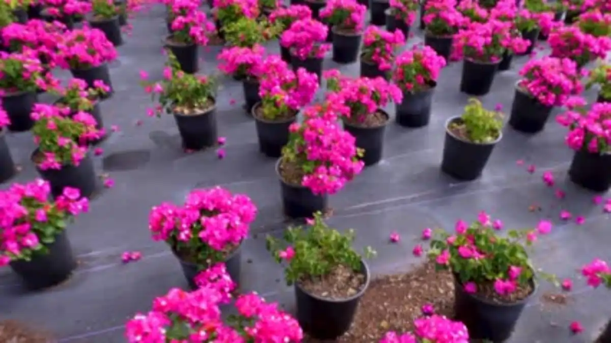 Bougainville sem espinho, cultivo e cuidados no blog Conversa Pronta.