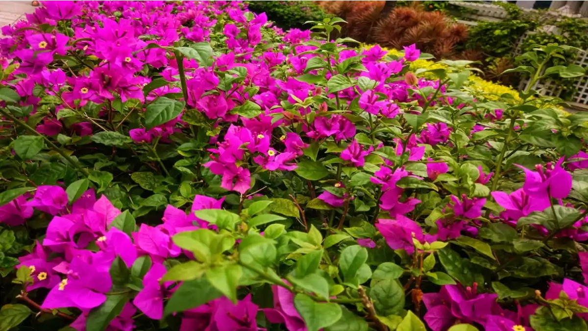 Bougainville sem espinho, cultivo e . Dicas no blog Conversa Pronta.