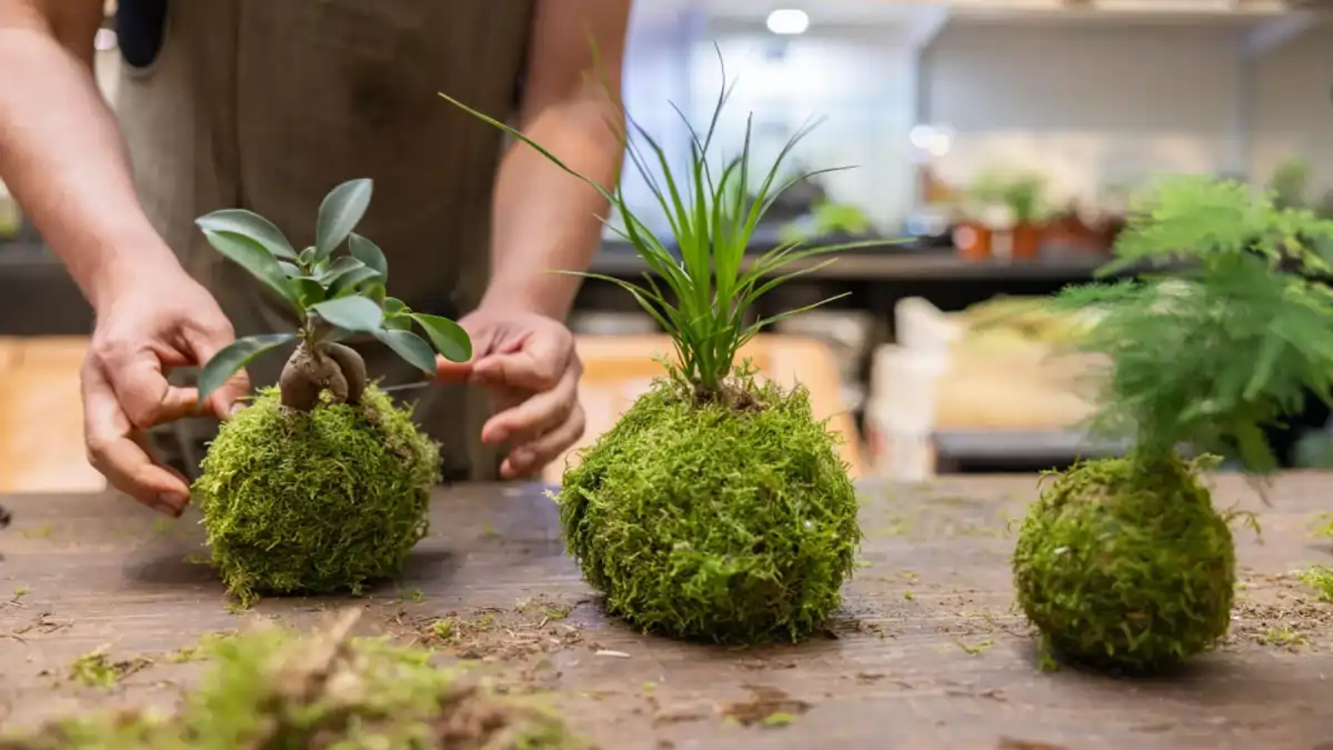 Como fazer kokedamas, as dicas completas e passo a passo estão no blog Conversa Pronta.