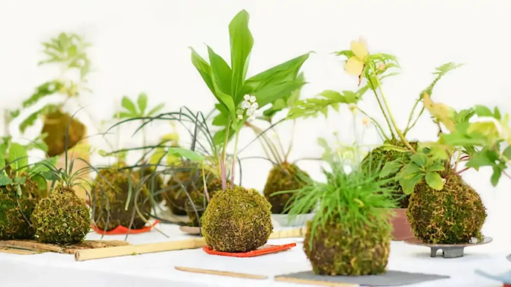 Como fazer kokedamas, as dicas completas no blog Conversa Pronta.