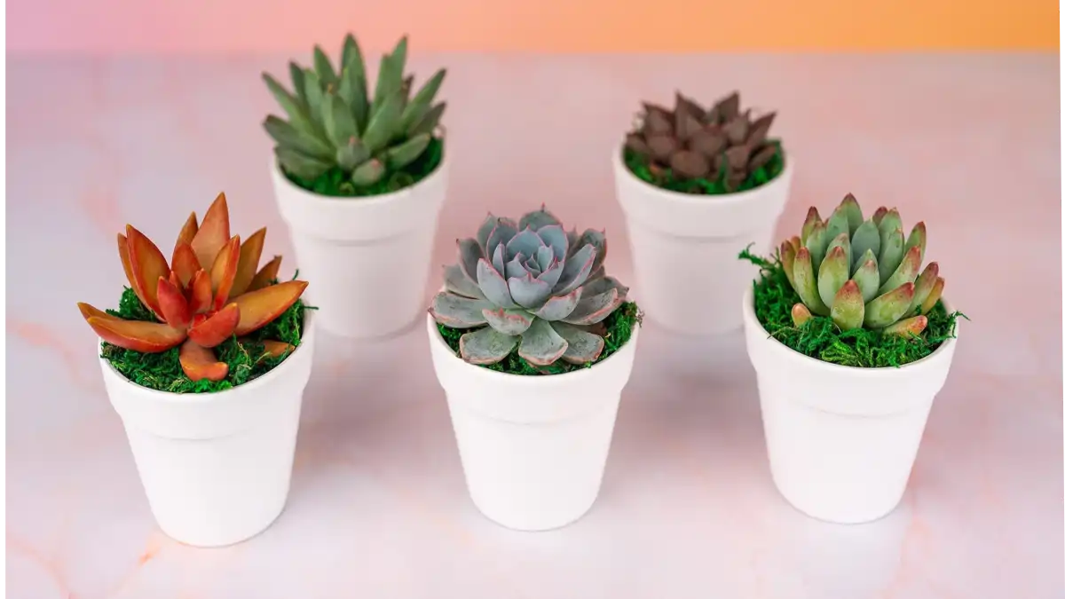 Vaso de gesso com suculentas, lembrancinhas, dicas completas no blog Conversa Pronta.