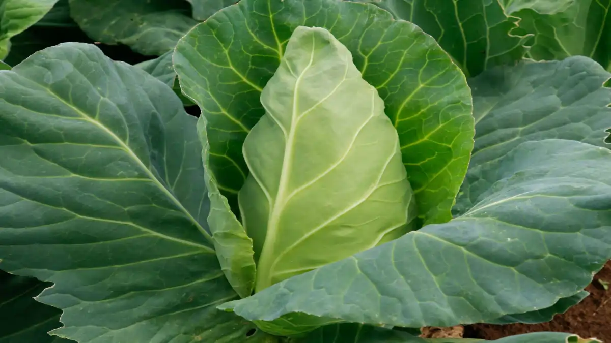 Plantar couve sem erros esta explicado em passo a passo no blog Conversa Pronta.