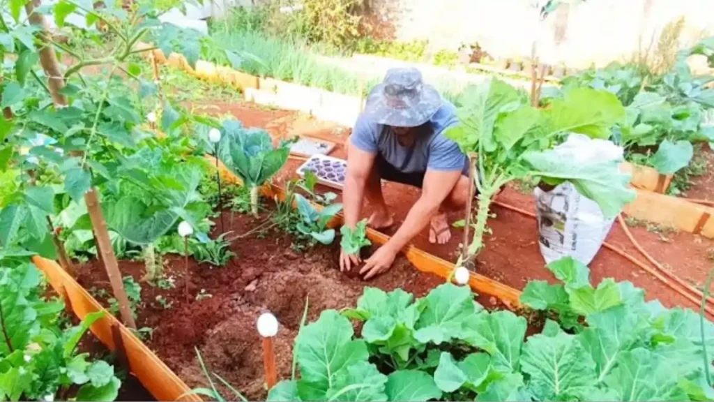 Como plantar couve sem erros esta explicado no blog Conversa Pronta.