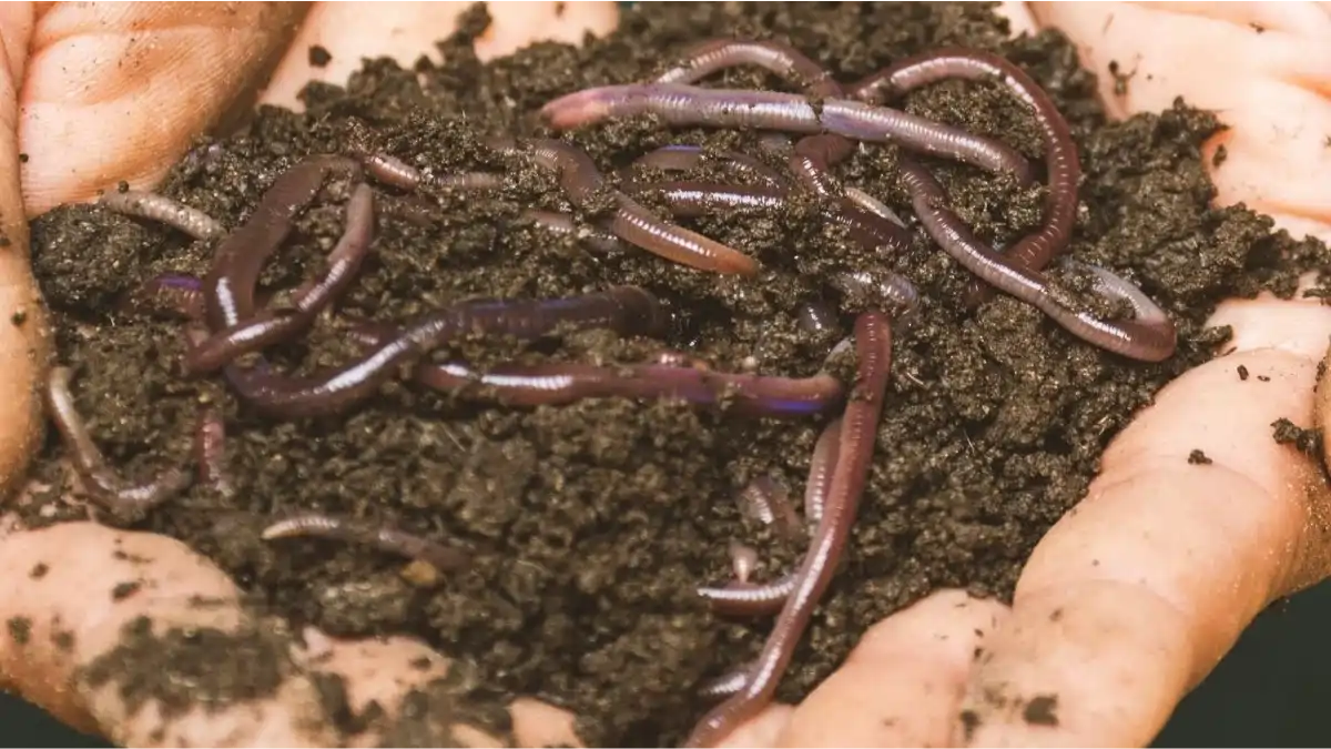 Como fazer compostagem doméstica com resíduos da cozinha, , no blog Conversa Pronta.