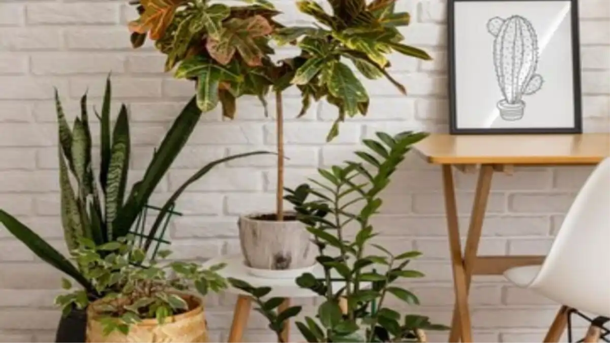 Design biofílico com passo a passo no Blog Conversa Pronta.