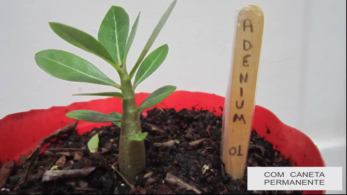 Ferramentas caseiras, palito de picolé, no blog Conversa Pronta