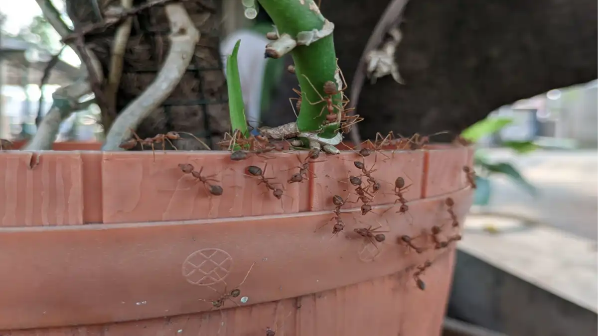 Formigas em plantas e vasos de apartamento, como evitar. Dicas no blog Conversa Pronta.