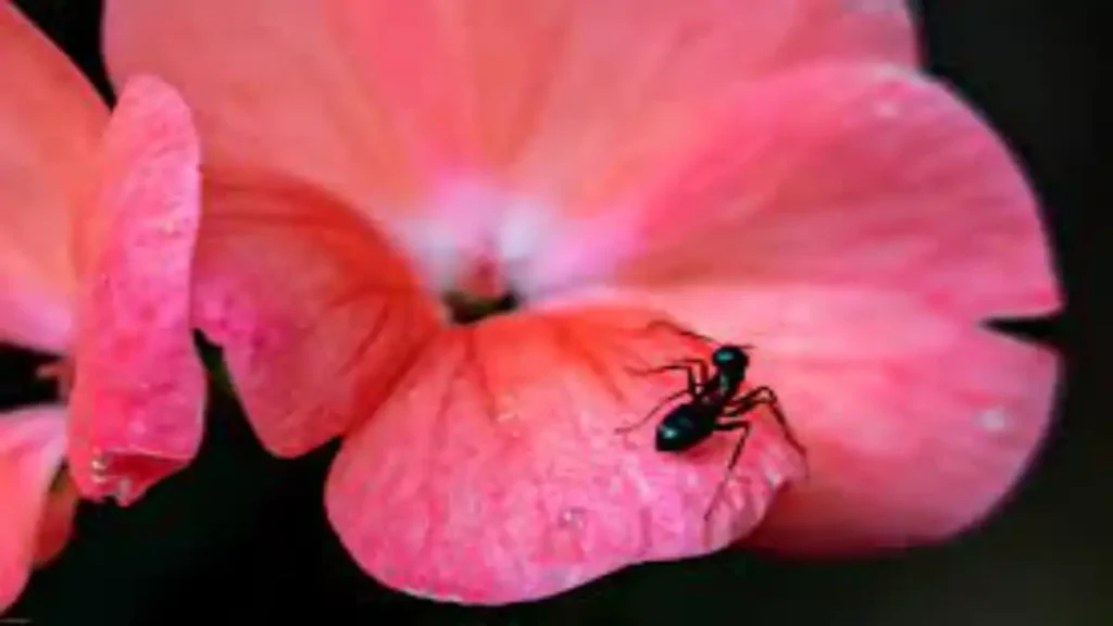 Formigas em plantas de vasos, veja como acabar com elas, no passo a passo completo e mais dicas no blog Conversa Pronta.