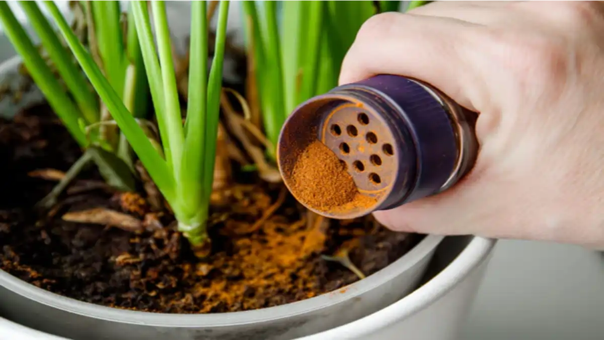 Formigas em plantas de vaso, como acabar com elas, passo a passo completo no blog Conversa Pronta.