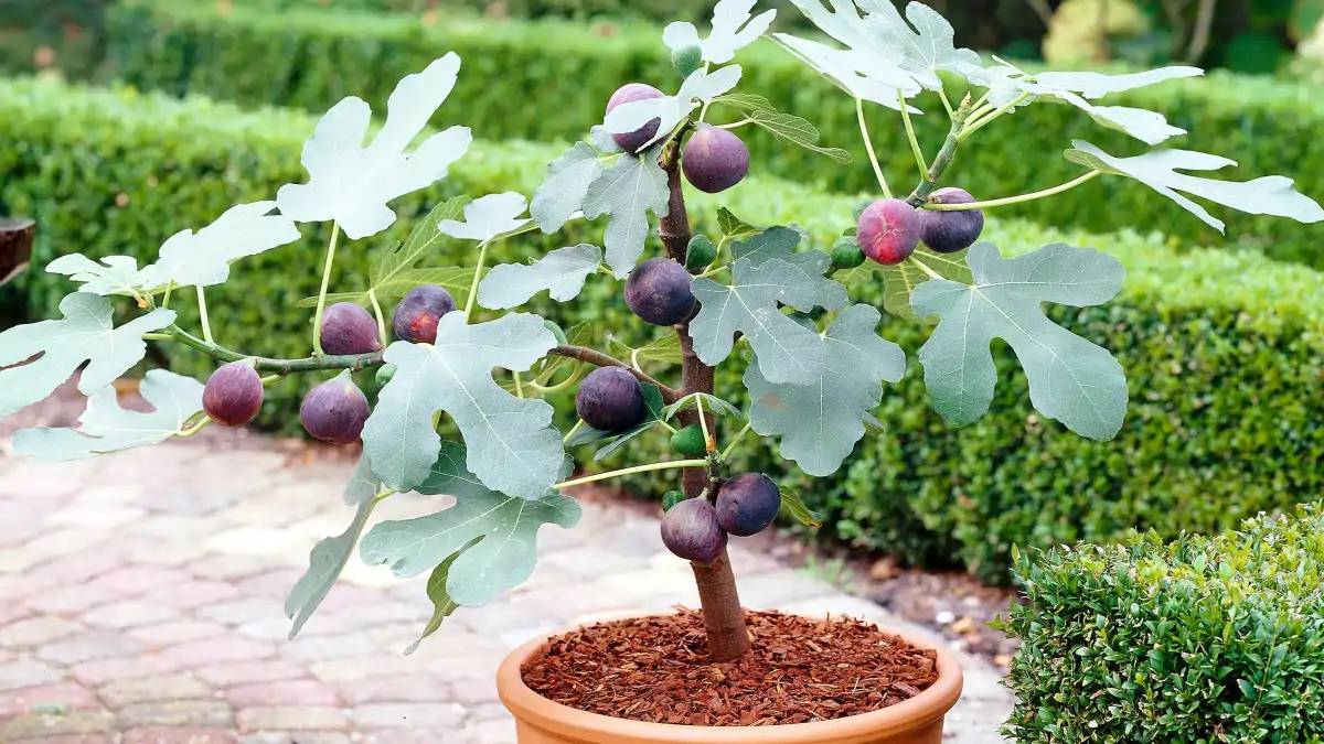 Frutas em vasos, figo, como cultivar, no blog Conversa Pronta