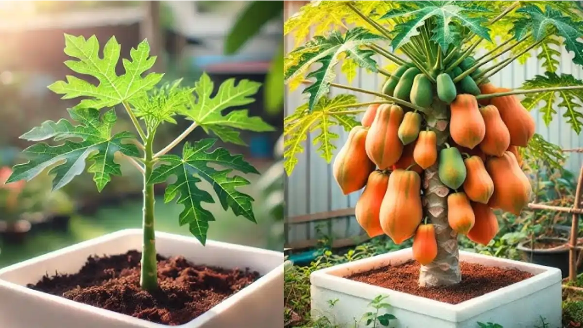 Frutas em vasos, mamão, como cultivar, no blog Conversa Pronta