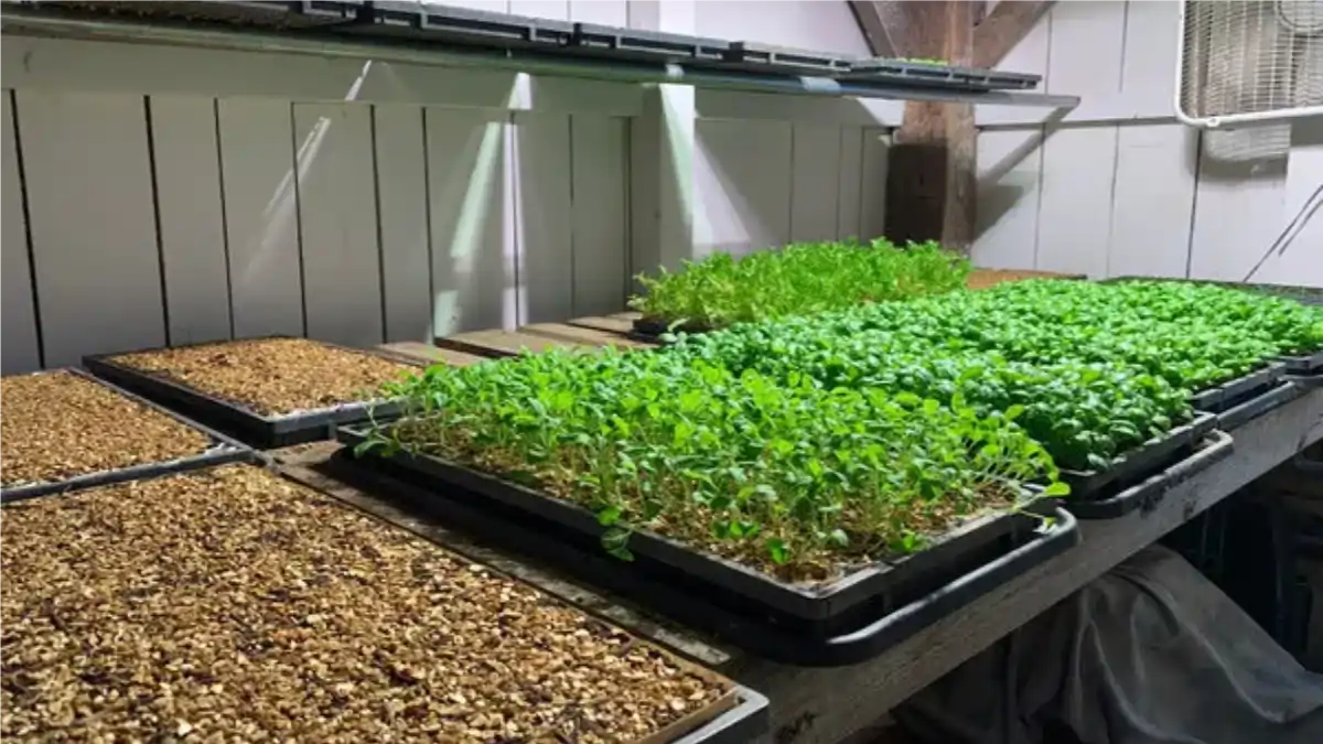 Cultivo de microverdes no quintal de casa. Dicas no blog Conversa Pronta.