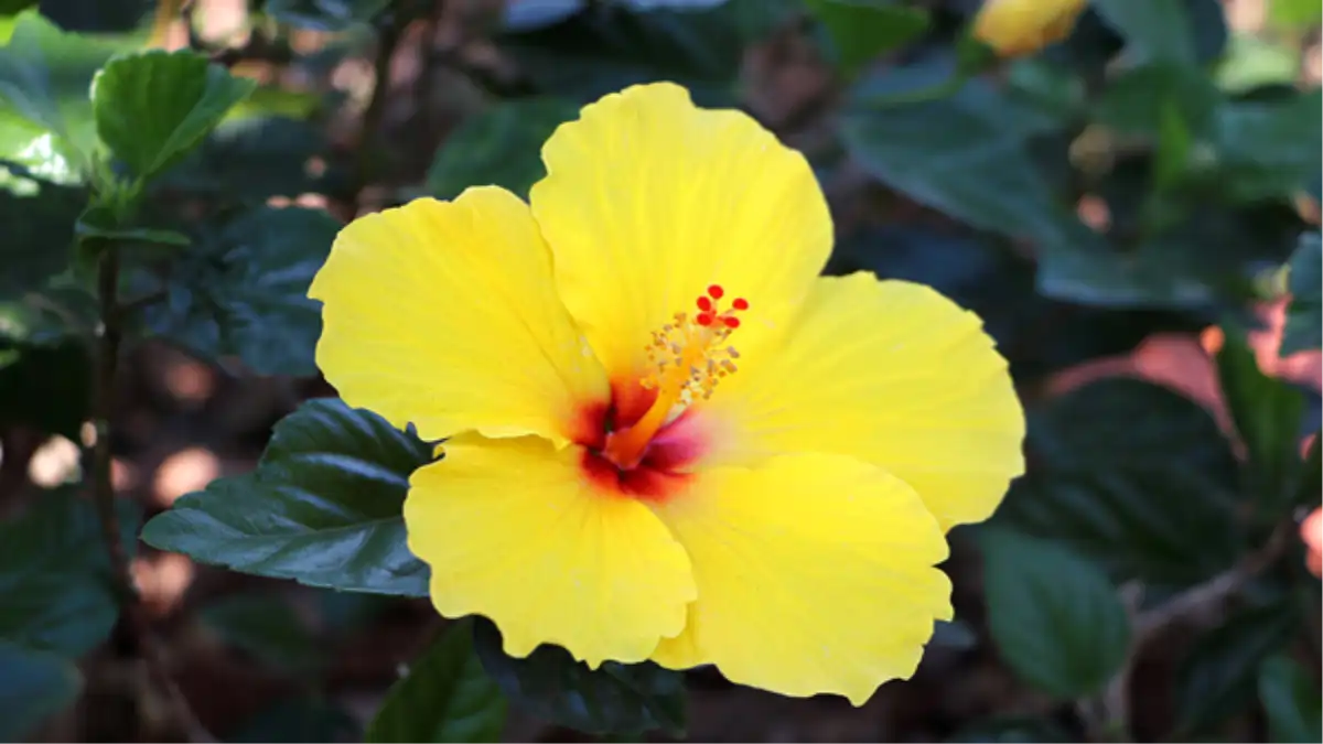 Hibisco amarelo passo a passo de cultivo no blog Conversa Pronta.
