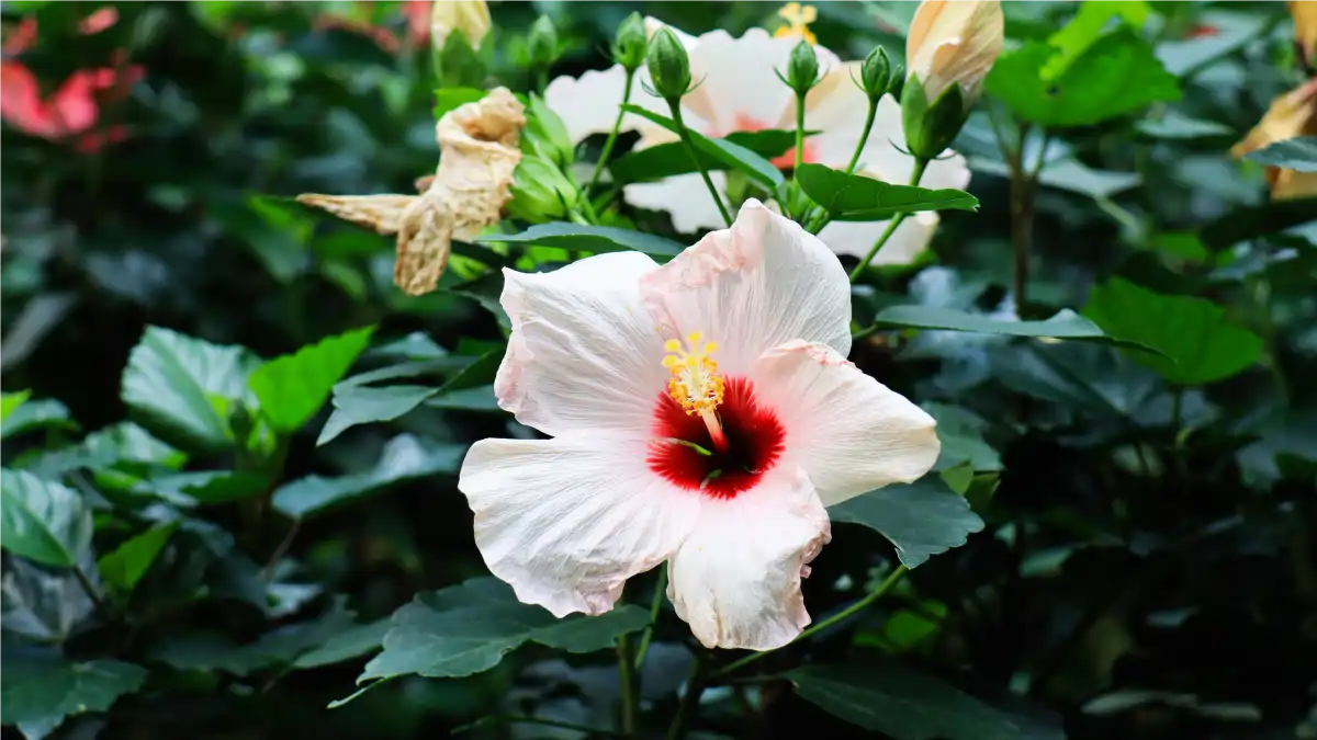 Hibisco branco passo a passo de cultivo no blog Conversa Pronta.