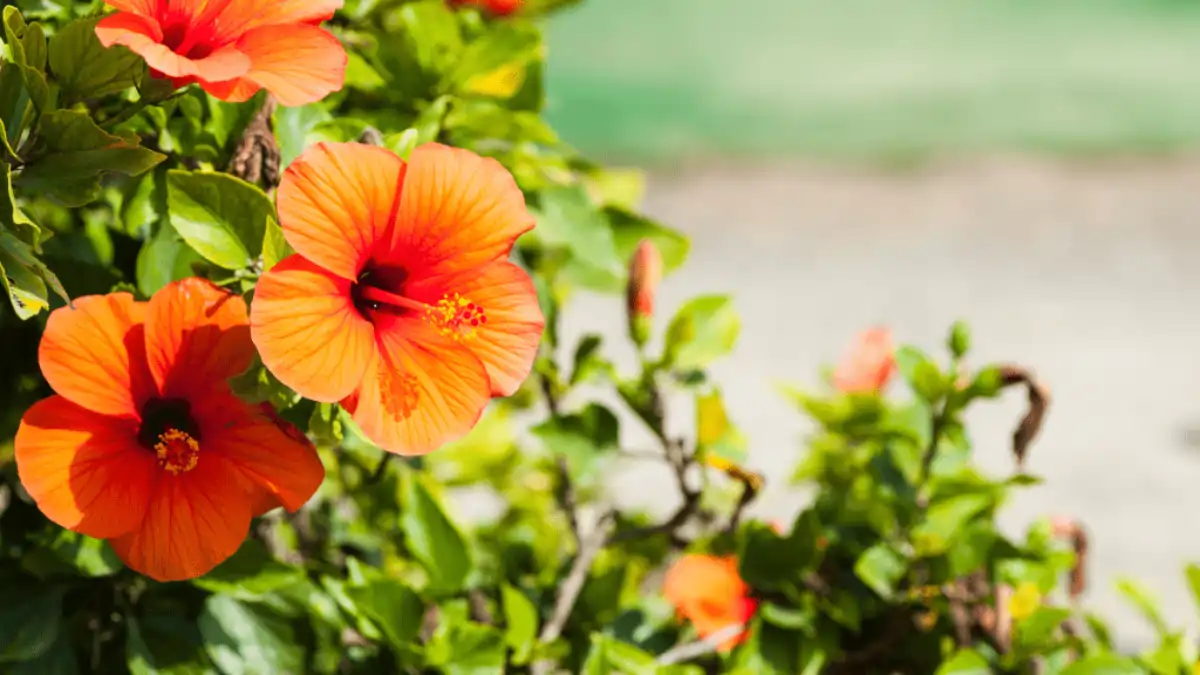 Hibisco coral passo a passo de cultivo no blog Conversa Pronta.