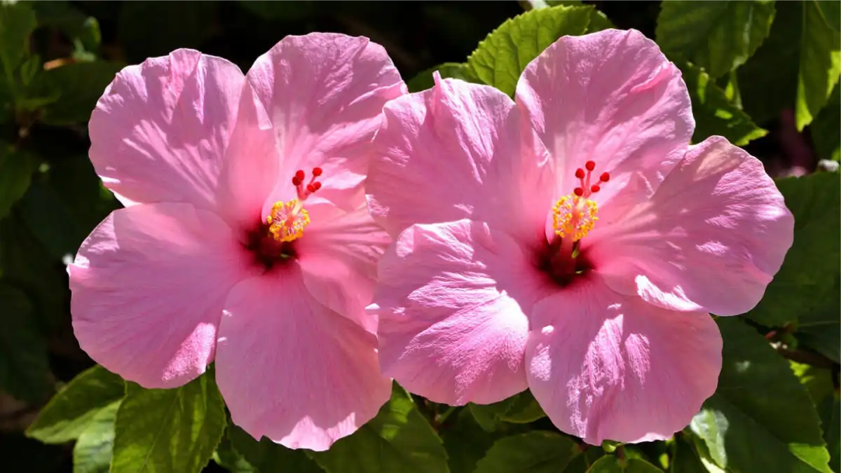 Hibisco rosa passo a passo de cultivo no blog Conversa Pronta.
