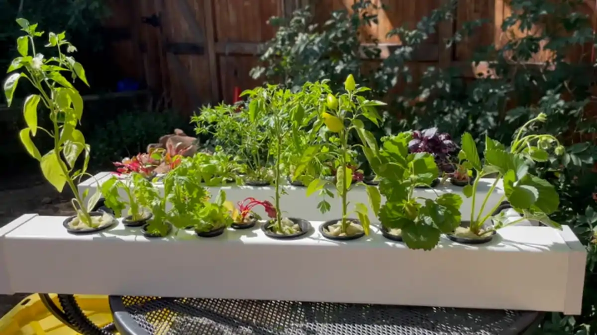 Hidroponia no apartamento, horta fácil, dicas no blog Conversa Pronta.